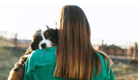 ¿Cuál es el rango de edad en el que los perros pueden tener crías?