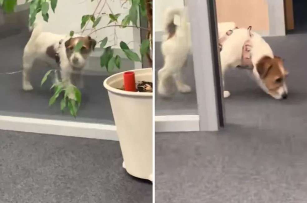 Si usted está pensando en llevar a su compañero peludo al trabajo, la clave es asegurarse de que el lugar sea pet friendly.