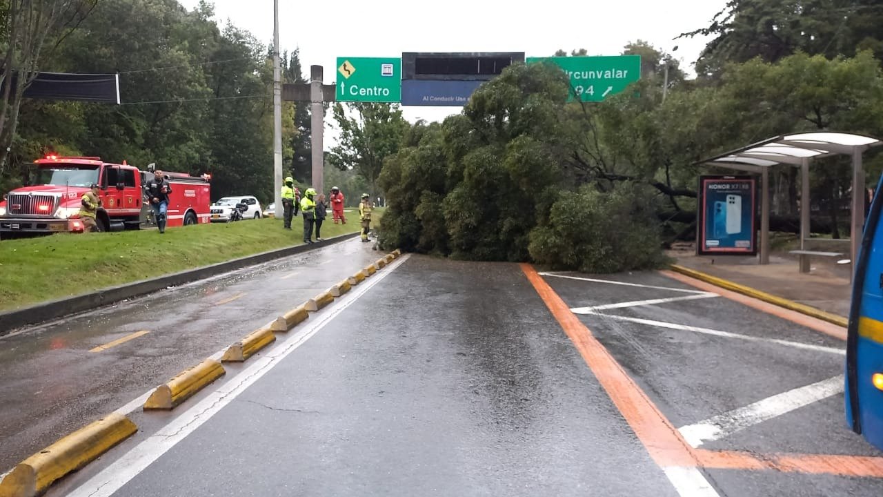 Bogotá: Afectación en tránsito por caída de árbol sobre la Calle 97 con Carrera 7.
