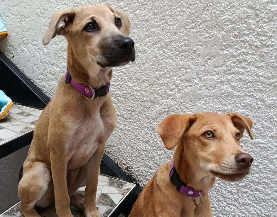 Celeste y Enriqueta son las únicas de su camada rescatada en Valledupar que aún buscan hogar