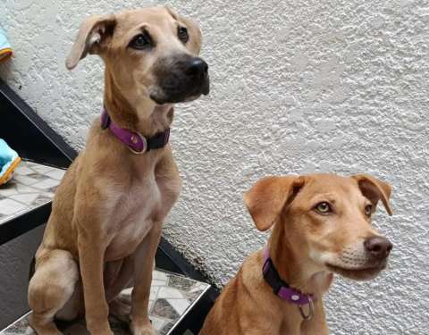 Buscan hogar para Celeste y Enriqueta: “las llevaremos a donde sea por una familia”