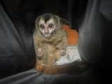 Recuperan monos nocturnos, loros y un mico ardilla que eran tenidos como mascotas