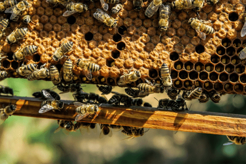 Trump retira la restricción a los pesticidas