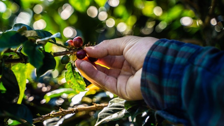 La producción de café colombiano cayó 7 % en abril