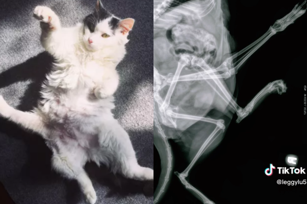 Gata con cinco patas