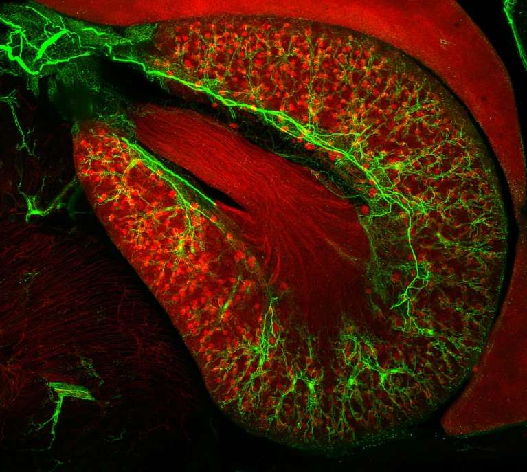 Se pueden observar los nervios simpáticos (en verde) ramificándose a través de la capa externa del riñón gracias al marcaje de anticuerpos de las proteínas en las células nerviosas. Crédito: M.-Y. Shi et al./Cell.