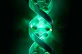 Proyecto Genoma II