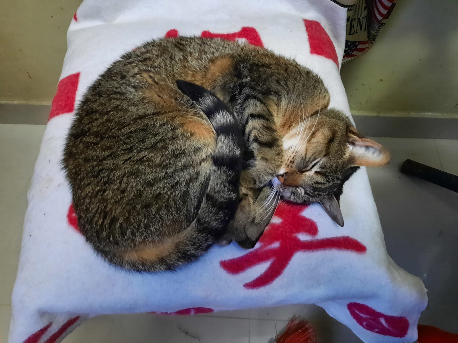 Este hogar de paso pide un aporte de $90.000 por gato dado en adopción para ayudar en la manutención de los demás.