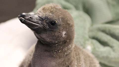 Pareja de pingüinos machos, primera pareja adoptiva del mismo sexo en Nueva York