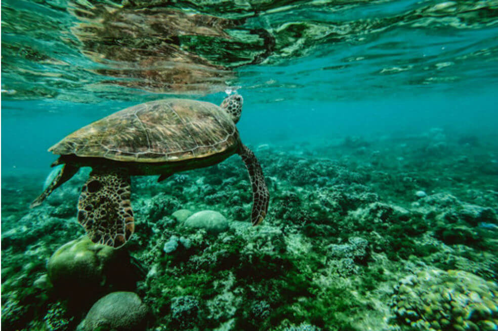 Las áreas salvajes e inalteradas poseen niveles masivos de biodiversidad y especies endémicas. / Belle Co