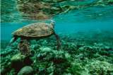 El calentamiento de los océanos alterará los ecosistemas marinos de forma inesperada