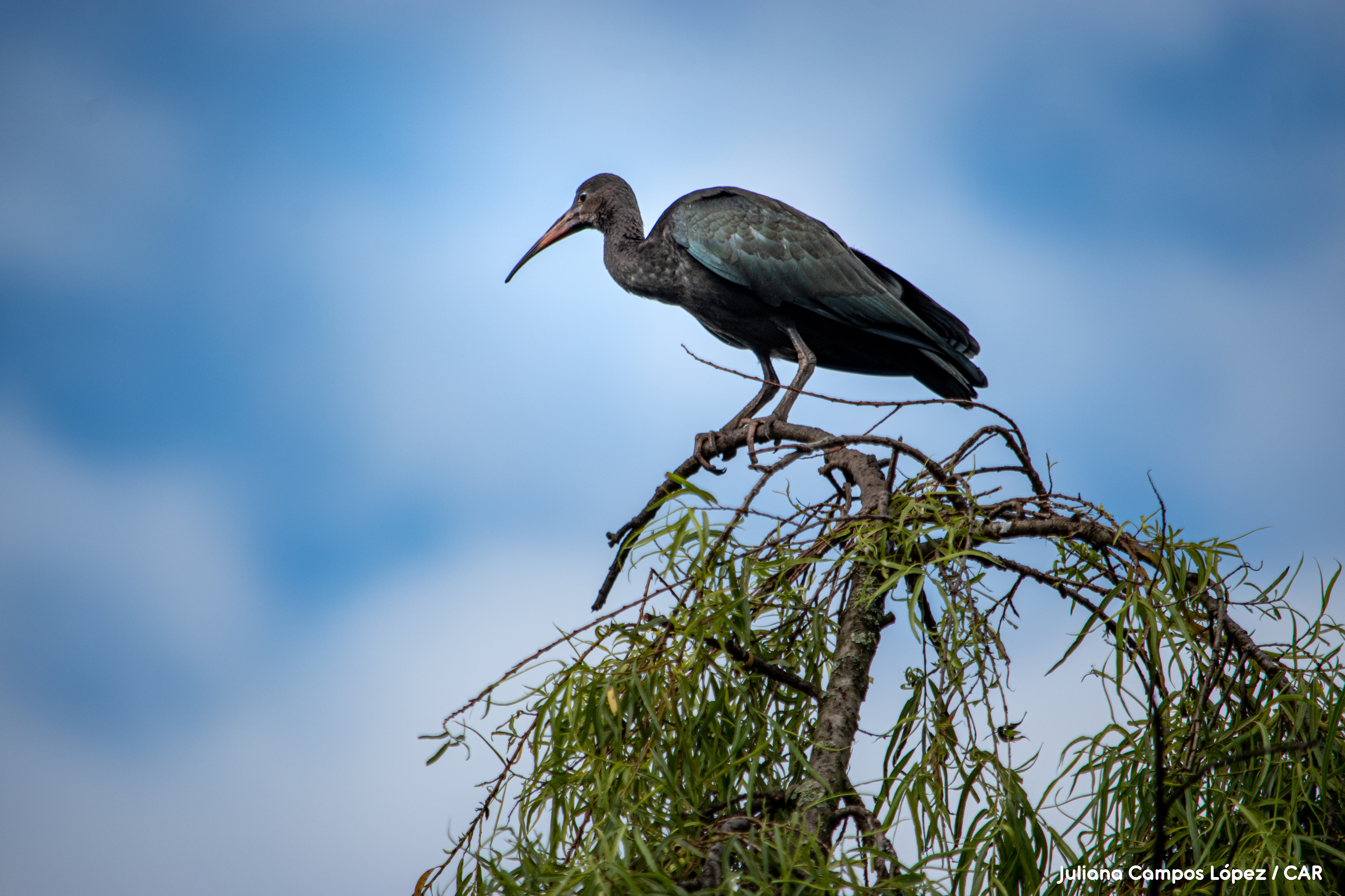 En el humedal La Florida se identificaron 44 especies de aves,
entre otras el coquito (Phimosus infuscatus). / Andrés Cortés