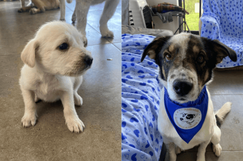 Así puede ayudar a construir un hogar para perritos: una fundación lo necesita