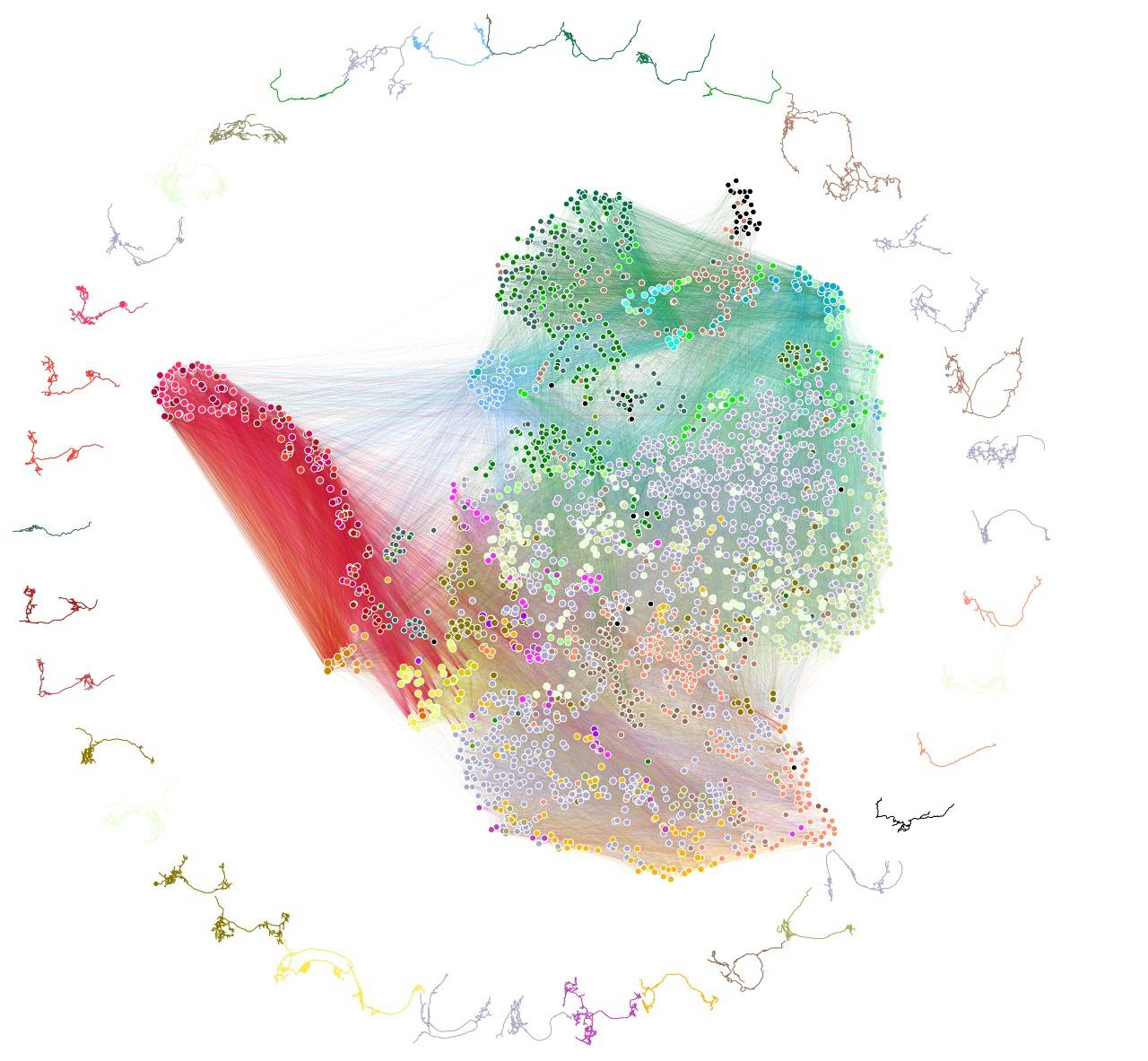 Diagrama del conectoma de la larva de la mosca de la fruta. / U. Johns Hopkins /U. Cambridge