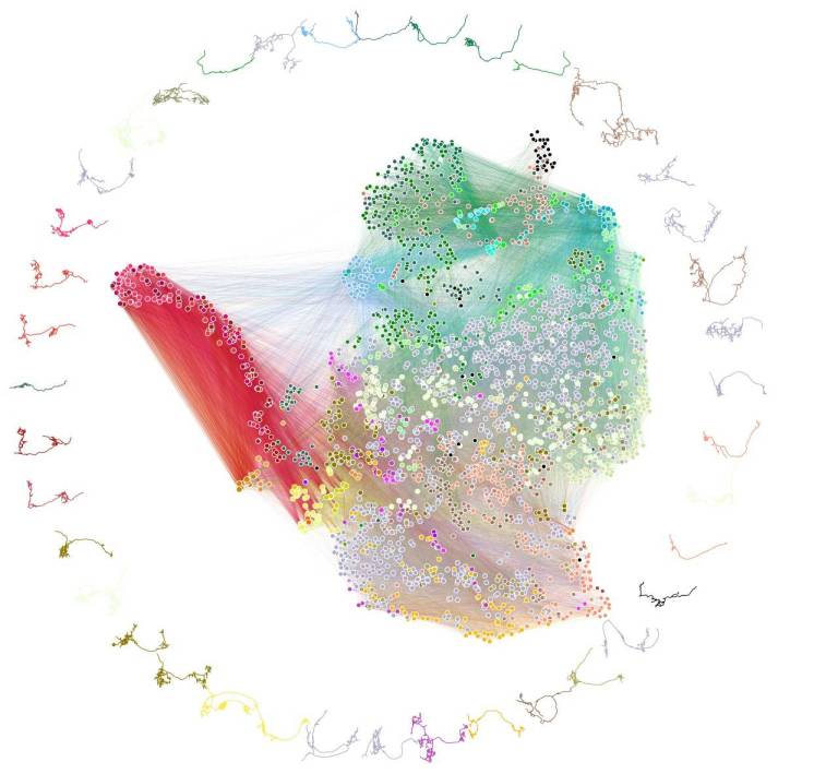 Logran el primer mapa del cerebro de un insecto y de sus conexiones neuronales