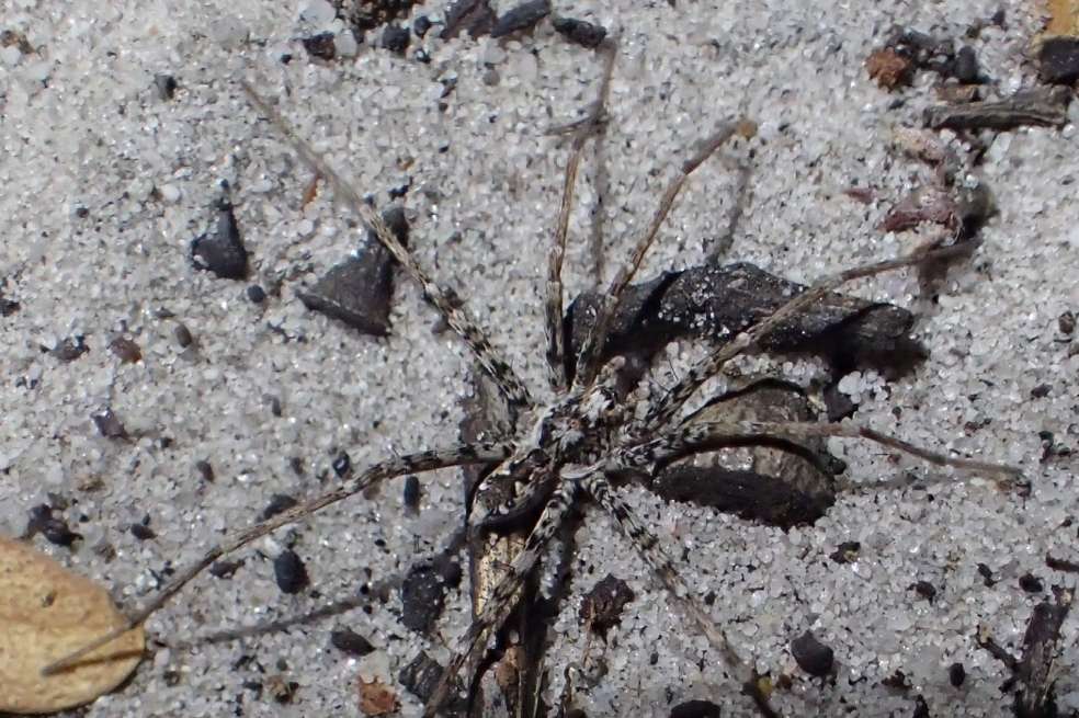 Este es un ejemplar de las 48 especies de arañas cazadoras terrestres de la familia Miturgidae.