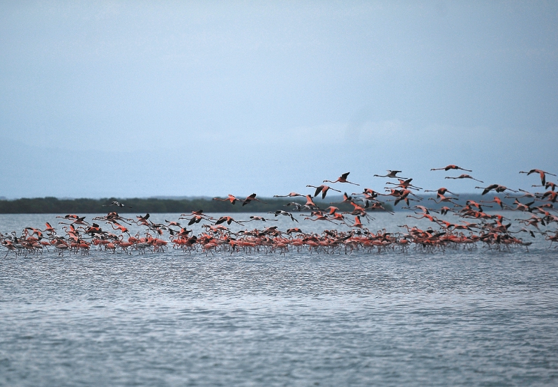 Santuario de fauna y flora Los Flamencos