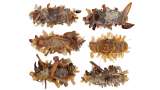 Esta oruga acecha telarañas mientras se camufla con los restos de otros insectos