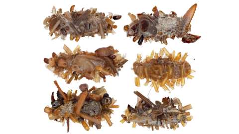 Esta oruga acecha telarañas mientras se camufla con los restos de otros insectos
