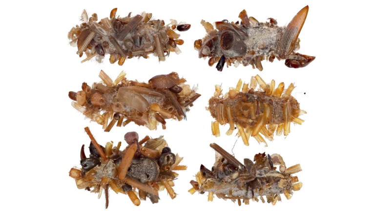 Esta oruga acecha telarañas mientras se camufla con los restos de otros insectos