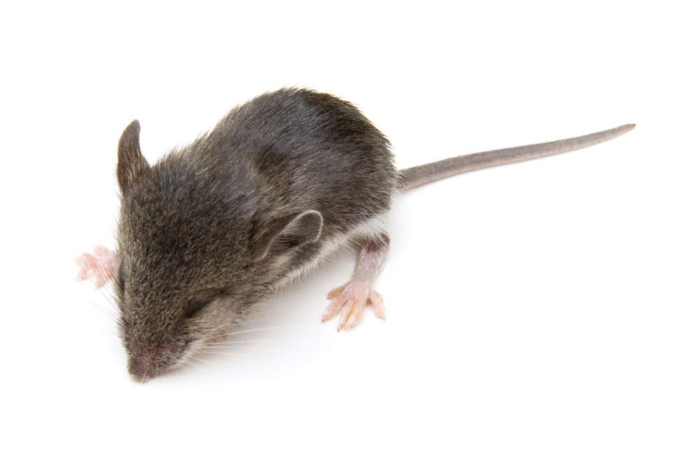 istockphotos