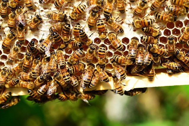 ANLA restringirá el uso de pesticidas para proteger a las abejas