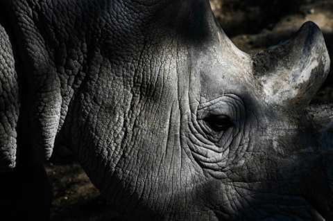 Hasta un millón de especies podrían verse amenazadas de extinción