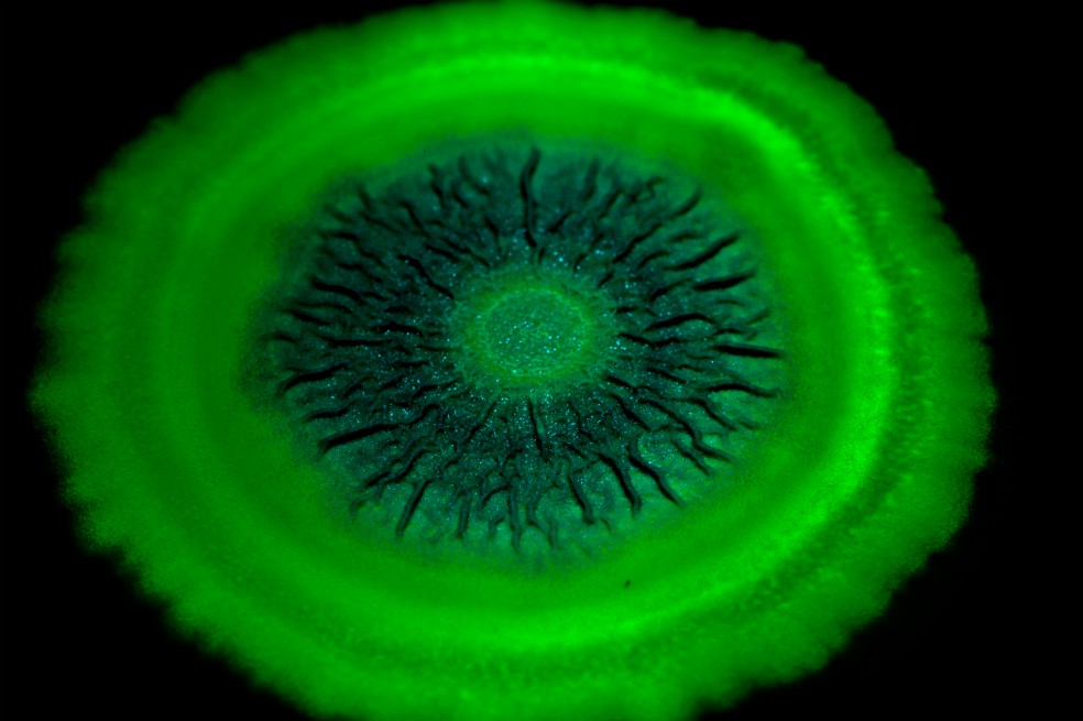 “Bacillus subtilis” es una bacteria comúnmente encontrada en el suelo. / Fotos: Scott Chimileski y Roberto Kolter, Harvard Medical School