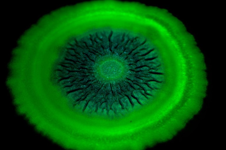 El biólogo que hace arte con bacterias