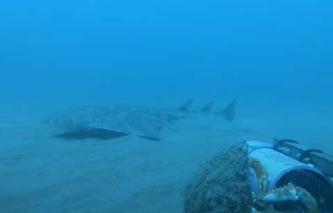 En video: el raro tiburón ángel reaparece después de años sin registro
