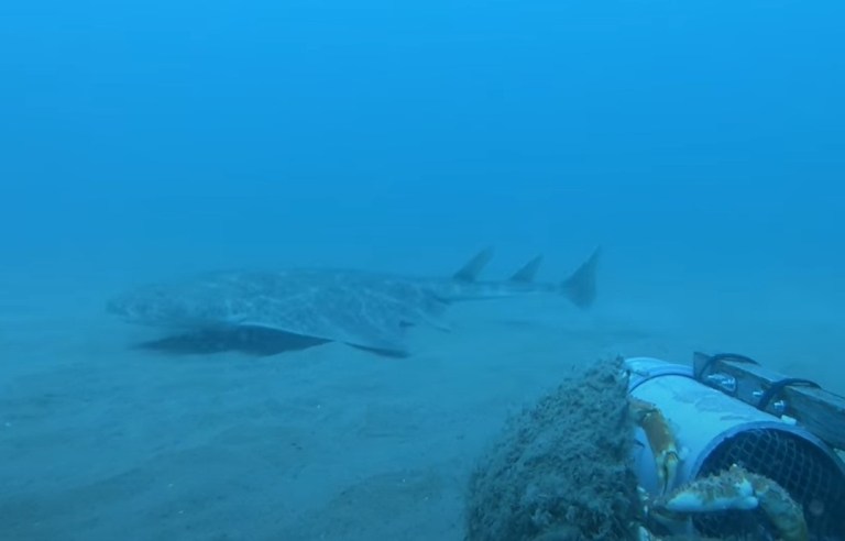 En video: el raro tiburón ángel reaparece después de años sin registro