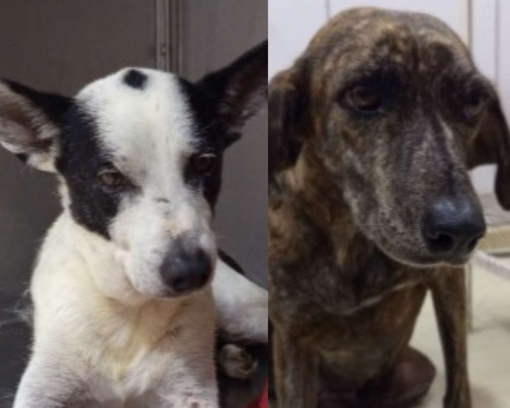 Buscan hogar para Coco y Ciruela, dos perritos rescatados en Barranquilla