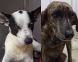 Buscan hogar para Coco y Ciruela, dos perritos rescatados en Barranquilla