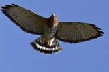 Cazadores colombianos amenazan a las águilas cuaresmeras