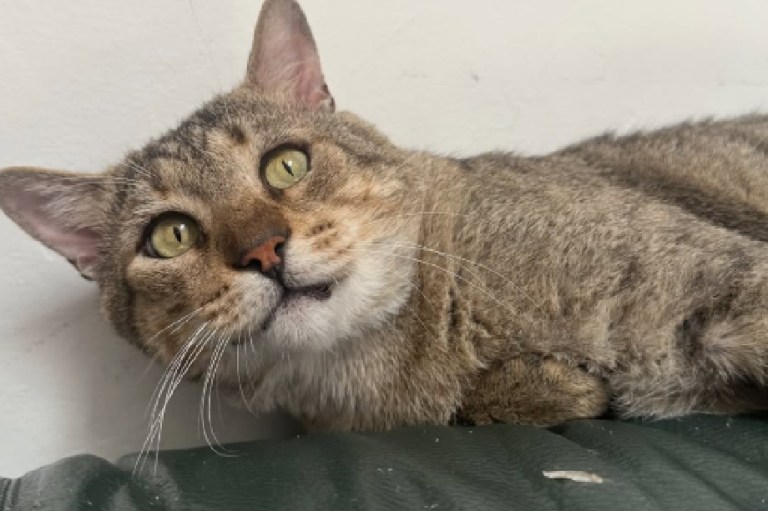A Corozo lo atropellaron, sobrevivió inundaciones y ahora busca un hogar donde ser feliz