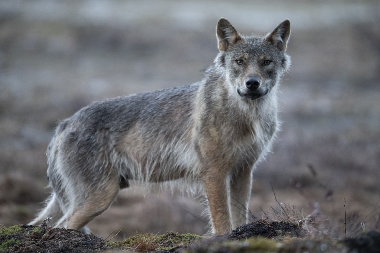 ¿Cómo se llama la cría de un lobo?