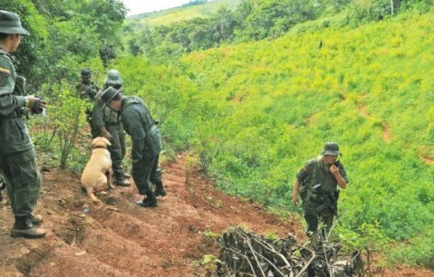 En Colombia creció la superficie dedicada al cultivo de coca