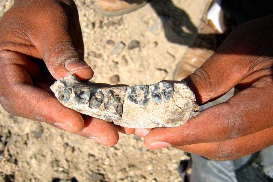 Se trata de la mandíbula parcial de un homínido encontrada en 2013 en el yacimiento Ledi-Geraru en el estado regional de Afar, en Etiopía. / AFP