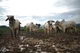 La zoonosis más común del planeta podría estar pasando inadvertida en Colombia