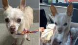 Chihuahua de 14 años fue devuelta en condiciones críticas: esta es su historia
