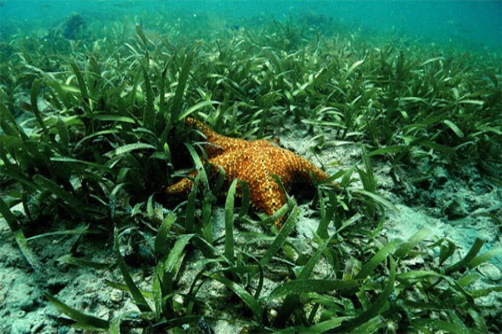 Los pastos marinos son determinantes para sostener la pesca. / Fundación Natura