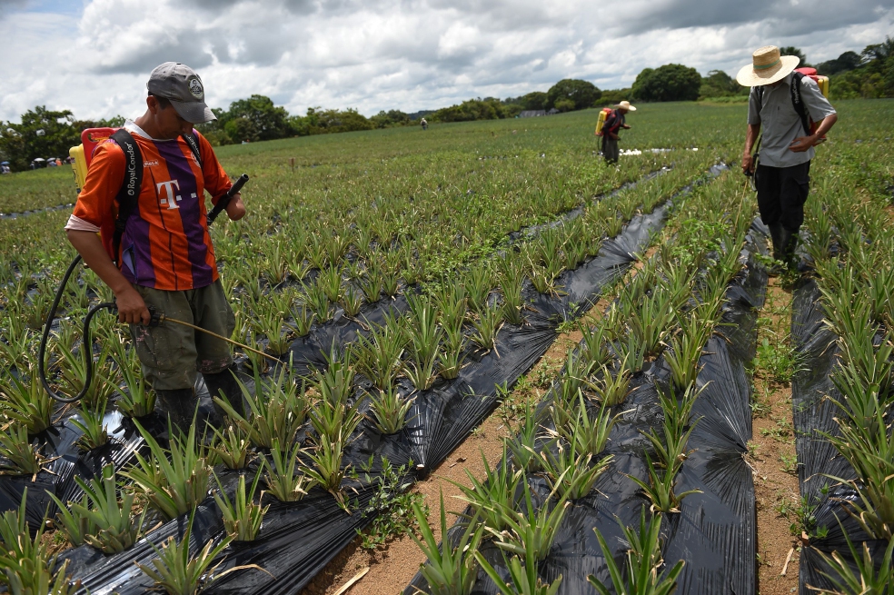 Exintegrantes de las Farc trabajando en un cultivo de piña, el cual forma parte de los proyectos productivos en Caquetá. / AFP