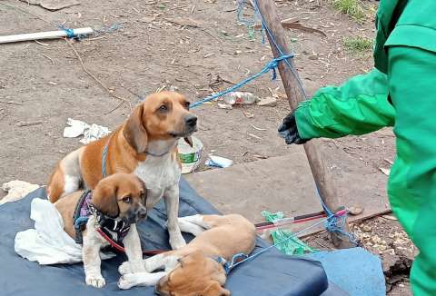 Los animales de la comunidad Emberá también regresan a su hogar
