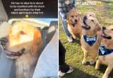 Así fue el cumpleaños de una camada de cachorros: se reencontraron con su madre