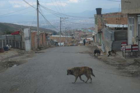 Murió perrita callejera que fue violada y apuñalada en un humedal de Bogotá