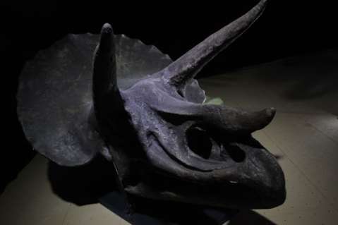 Galería Era de Dinosaurios
