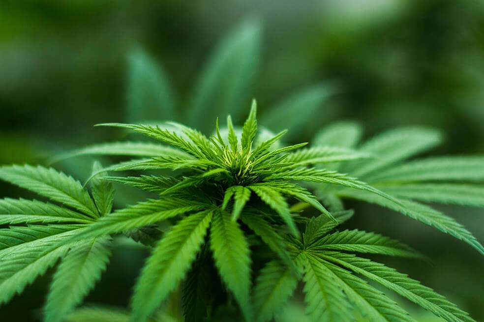 Cultivo de cannabis. / Cortesía - Mandara Pharma