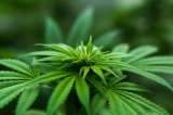 El modelo de agrofranquicias para cultivar cannabis farmacéutico