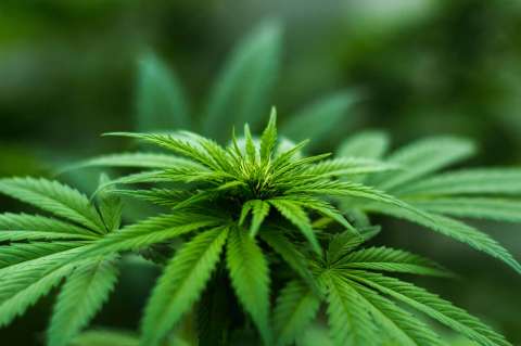 El modelo de agrofranquicias para cultivar cannabis farmacéutico