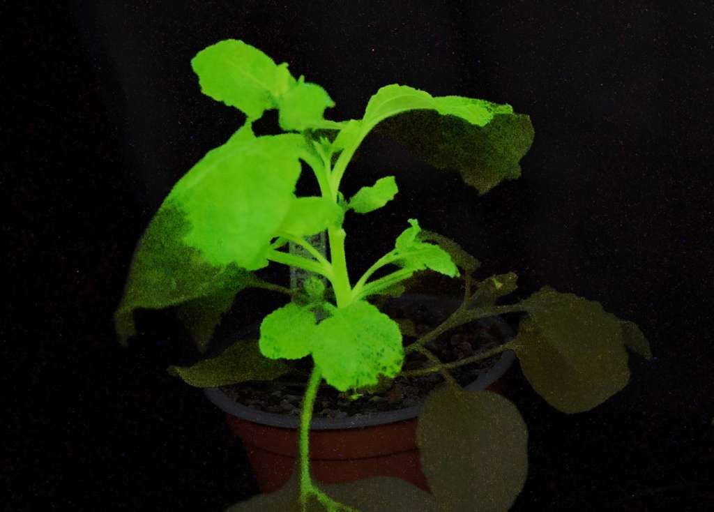 Científicos diseñan plantas que se iluminan al ser infectadas por plagas.